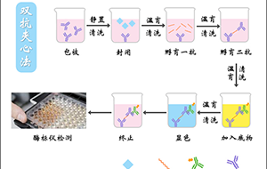病毒研究所酶标洗板机需要用什么样的纯水机?